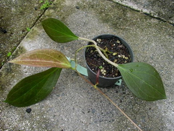 Hoya nicholsoniae (PNG USDA 354243) IML0086