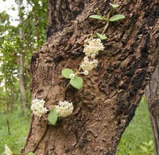 Hoya nummularioides 