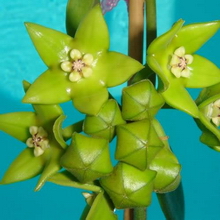 Hoya obtusifoliodes