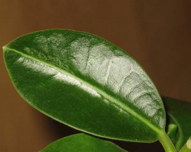 Hoya obtusifolia Wight