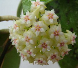 Hoya parasitica Wallich ex Wight, 1830
