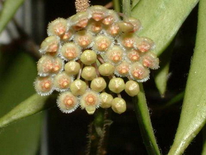 Hoya parviflora Wight 1834