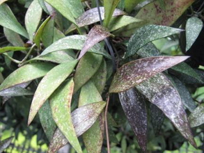 Hoya parviflora Wight 1834