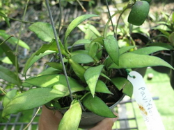 Hoya parviflora green leaves
