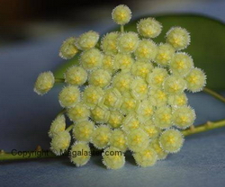 Hoya parviflora yellow clone