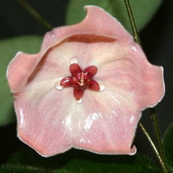 Hoya patella Pink flower