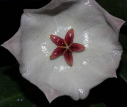 Hoya patella White flowers