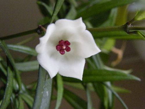 Hoya pauciflora Wight, 1848