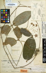 Hoya piestolepis Schlechter, 1909 
