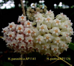Hoya pottsii x Hoya parasitica
