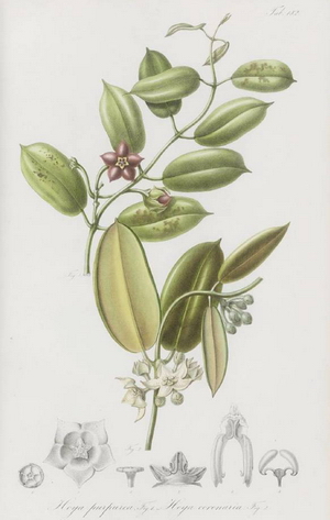 Hoya purpurea Blume, 1850
