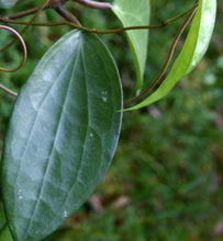 Hoya purpureo-fusca Hooker 1848