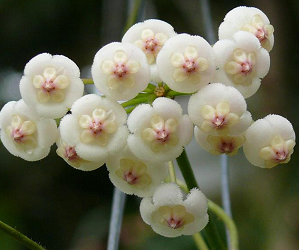Hoya rotundiflora Rodda & Simomsson