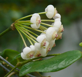 Hoya rotundiflora Rodda & Simomsson