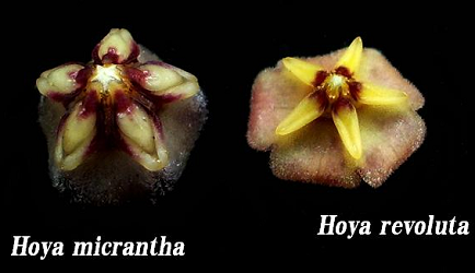 Hoya micrantha и Hoya revolutа.