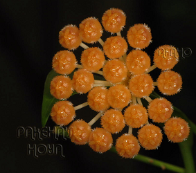 Hoya rosarioae [aff] Orange