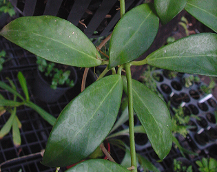 Hoya rosarioae