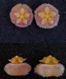 Для сравнения на фото представлены фото Hoya rosarioae (слева) к Hoya obscura (справа)