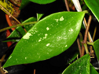Hoya rundumensis [aff] Sabah 002