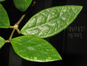 Hoya rundumensis [aff] TOC