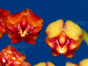 Hoya rundumensis [aff] Sabah и Hoya plicata