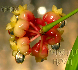 Hoya scortechinii 'Red Flowers