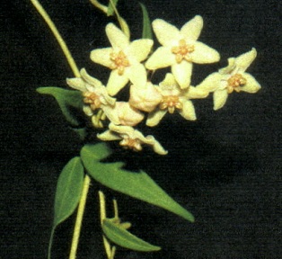 Hoya solaniflora Schlechter, 1908