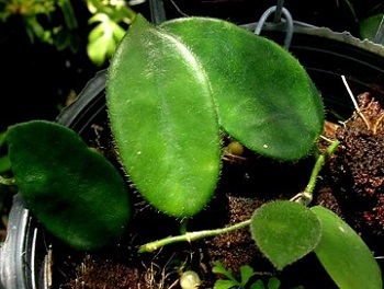 Hoya thomsonii (EPC-168) dark green leaves