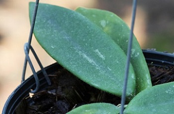 Hoya thomsonii big long leaves with little splash