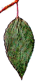Hoya tutuilensis Kloppenburg & Siar, 2009